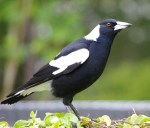 Staverton Magpie